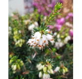 Erica X darleyensis 'Blanche' / BruyÃ¨re d'hiver blanche