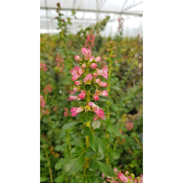 Escallonia x 'Pride of Donard' / Escallonia Ã  fleur rouge clair