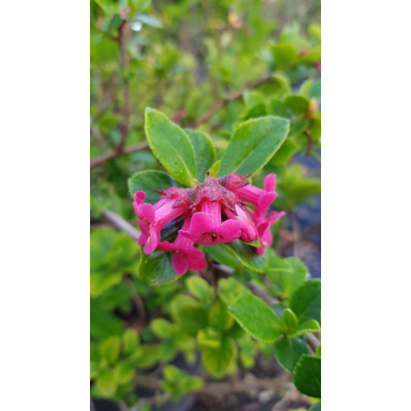 Escallonia x 'Compacta Coccinea' / Escallonia Ã  fleur rouge