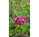 Escallonia x 'Compacta Coccinea' / Escallonia Ã  fleur rouge