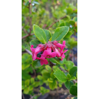 Escallonia x 'Red Dream' / Escallonia Ã  fleur rose