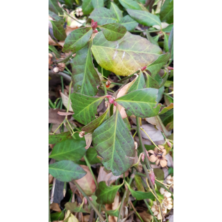 Euonymus fortunei 'Coloratus' / Fusain rampant