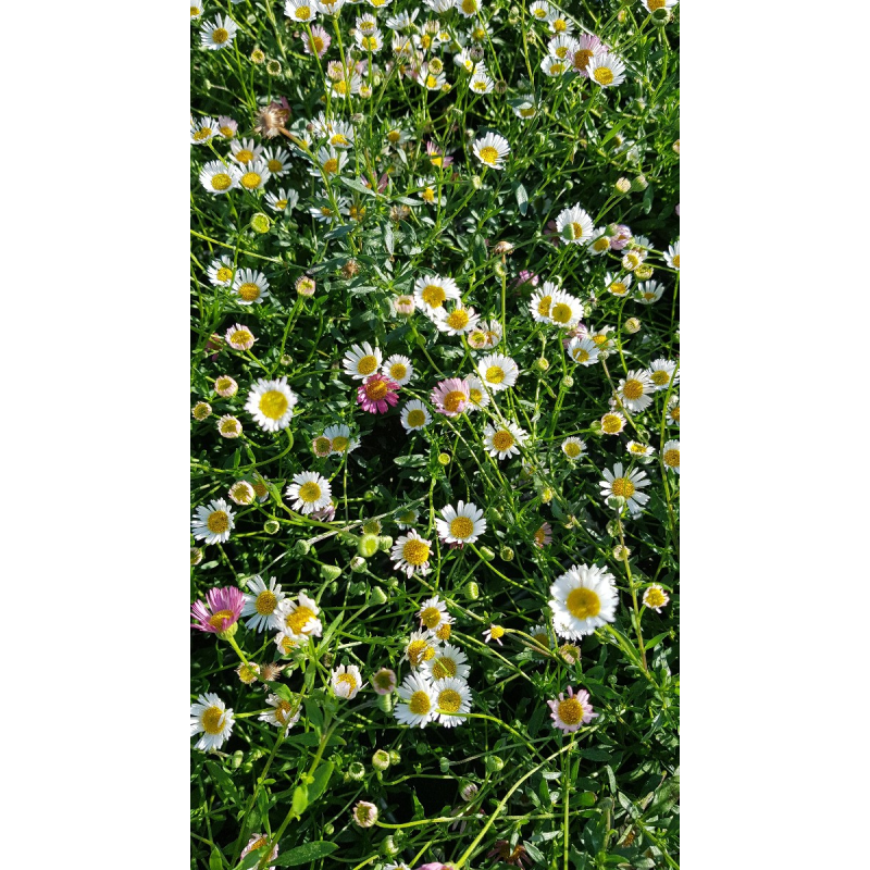 Erigeron karvinskianus / PÃ¢querette des murailles