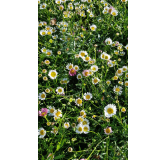 Erigeron karvinskianus / PÃ¢querette des murailles