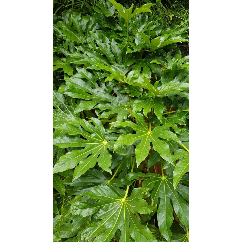 Fatsia japonica / Aralie du Japon