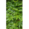 Fatsia japonica / Aralie du Japon