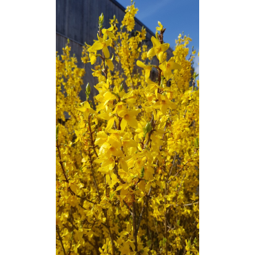 Forsythia x intermedia 'Mindor'Â® / Mimosa de Paris