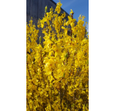 Forsythia x intermedia 'Mindor'Â® / Mimosa de Paris