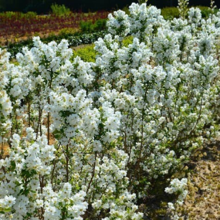 Exochorda racemosa MAGICAL SPRINGTIMEÂ® 'Kolmasprit' / Arbre aux perles