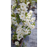 Exochorda serratifolia 'Snow White' / Arbre aux perles