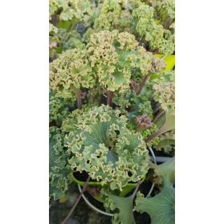 Farfugium japonicum 'Wavy Gravy'Â® / Plante PanthÃ¨re