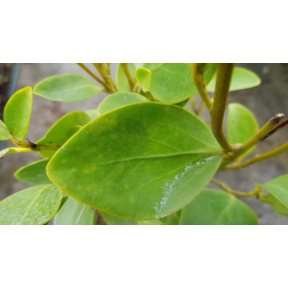 Griselinia littoralis / Griseline