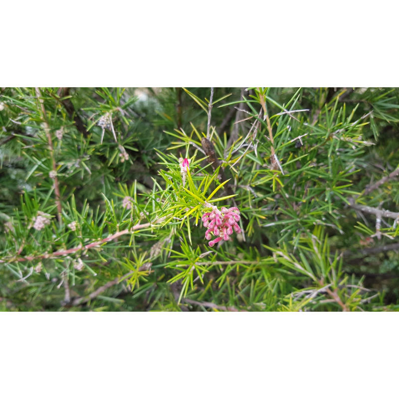 Grevillea 'Canberra Gem' / GrÃ©villÃ©e Ã  feuilles de genÃ©vrier