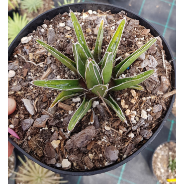 Agave victoria-reginae ssp. swobodae 'Compacta'