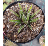 Agave victoria-reginae ssp. swobodae 'Compacta'