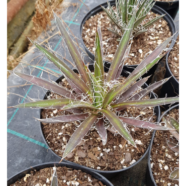 Agave filifera subsp. schidigera