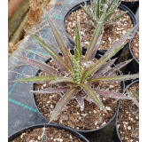 Agave filifera subsp. schidigera