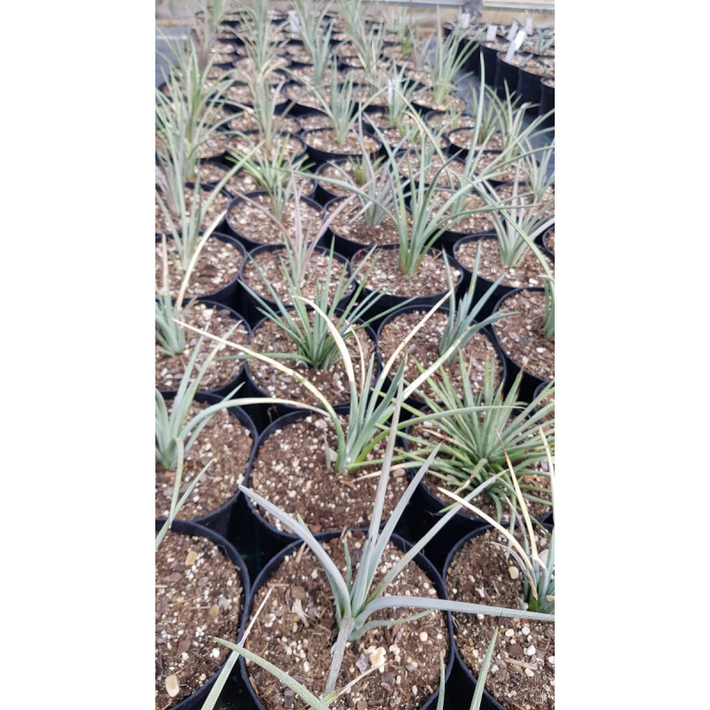 Agave striata subsp. striata 'Blue Dwarf'