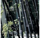 Phyllostachys nigra - pot 5 ltr