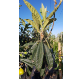 Eriobotrya japonica 'California' (De Greffe) / NÃ©flier du Japon