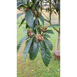 Eriobotrya japonica 'California' (De Greffe) / NÃ©flier du Japon