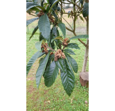 Eriobotrya japonica 'California' (De Greffe) / NÃ©flier du Japon