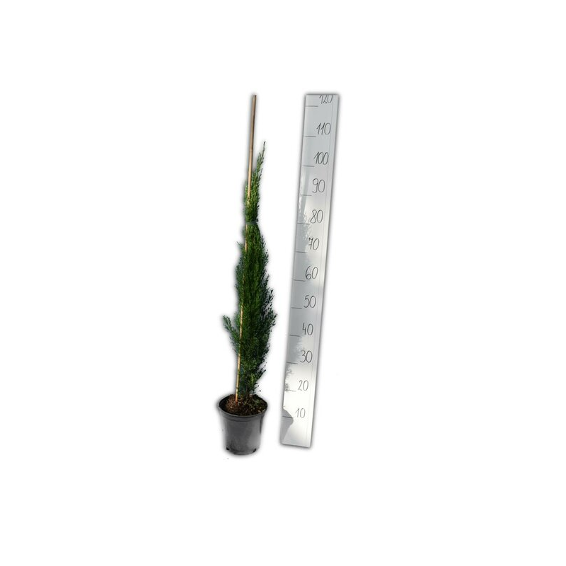 Cupressus sempervirens Totem - hauteur totale 90-110 cm - pot 3 ltr