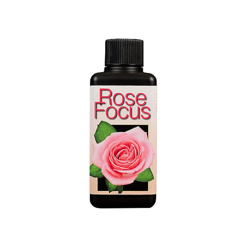 Rose Focus 300 ml