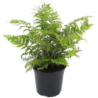 Polystichum braunii - pot 2 ltr