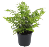 Polystichum braunii - pot 2 ltr