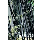 Phyllostachys nigra - pot 5 ltr