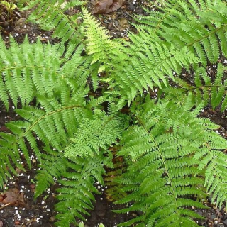 Polystichum braunii - pot 2 ltr