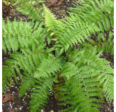 Polystichum braunii - pot 2 ltr