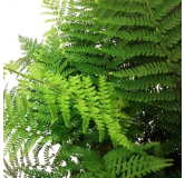 Polystichum braunii - pot 2 ltr