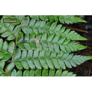 Polystichum braunii - pot 2 ltr