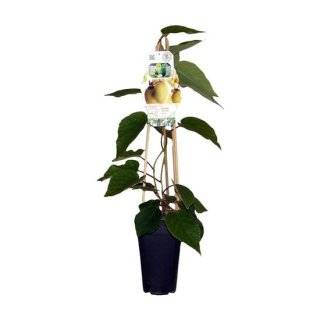 Actinidia deliciosa Jenny 2 ltr