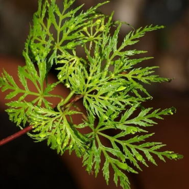 Acer palmatum Seiryu - hauteur totale 50-60 cm - pot 3 ltr