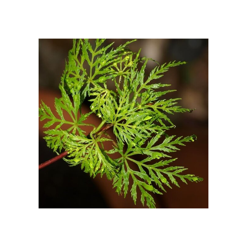 Acer palmatum Seiryu - hauteur totale 50-60 cm - pot 3 ltr