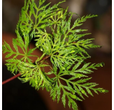 Acer palmatum Seiryu - hauteur totale 50-60 cm - pot 3 ltr