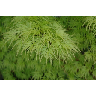 Acer palmatum Seiryu - hauteur totale 50-60 cm - pot 3 ltr