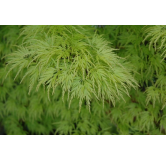 Acer palmatum Seiryu - hauteur totale 50-60 cm - pot 3 ltr