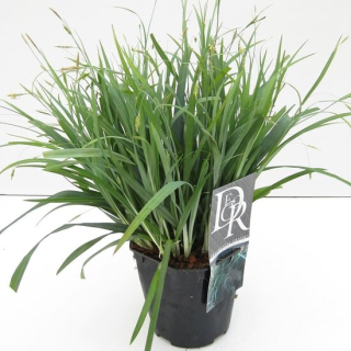 Carex laxiculmis Bunny Blue - hauteur totale 40-50 cm - pot 2 ltr