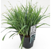 Carex laxiculmis Bunny Blue - hauteur totale 40-50 cm - pot 2 ltr