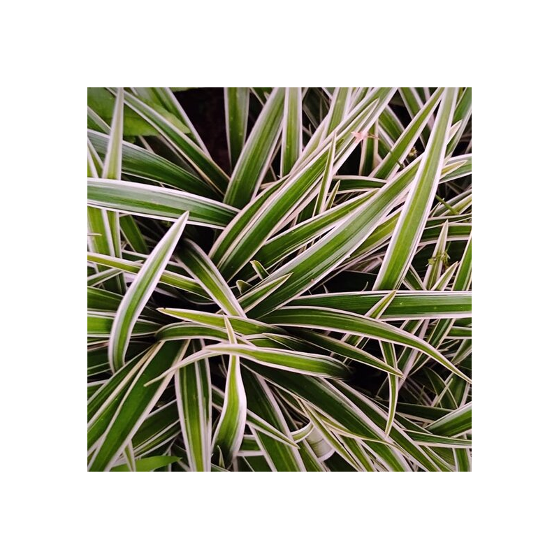 Carex morrowii Ice Dance - hauter totale 40-50 cm - pot 2 ltr