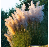 Cortaderia selloana Pumila - hauteur totale 40-50 cm - pot 2 ltr