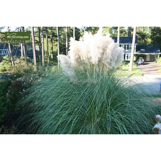 Cortaderia selloana Pumila - hauteur totale 40-50 cm - pot 2 ltr