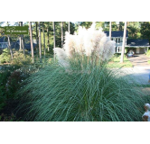 Cortaderia selloana Pumila - hauteur totale 40-50 cm - pot 2 ltr