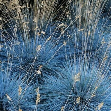 Festuca glauca Elijah Blue - hauteur totale 30-40 cm - pot 2 ltr