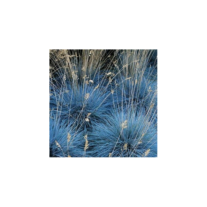 Festuca glauca Elijah Blue - hauteur totale 30-40 cm - pot 2 ltr