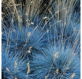 Festuca glauca Elijah Blue - hauteur totale 30-40 cm - pot 2 ltr